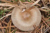 Amanita sect. Vaginatae image