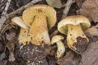 Tricholoma odorum image