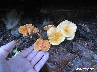 Hygrophoropsis aurantiaca image