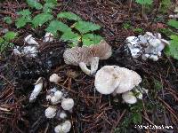 Clitocybe sclerotoidea image