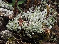 Cladonia apodocarpa image