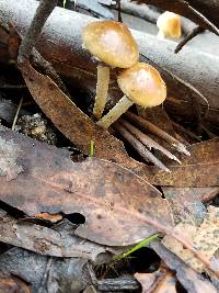 Leratiomyces squamosus image