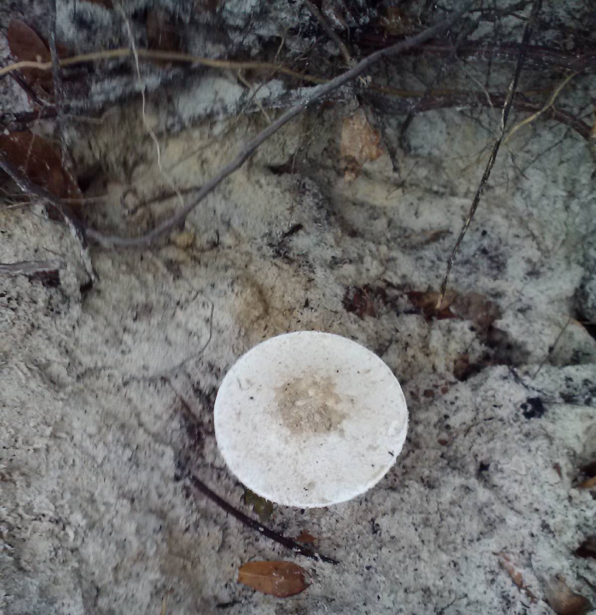 Amanita cylindrispora image