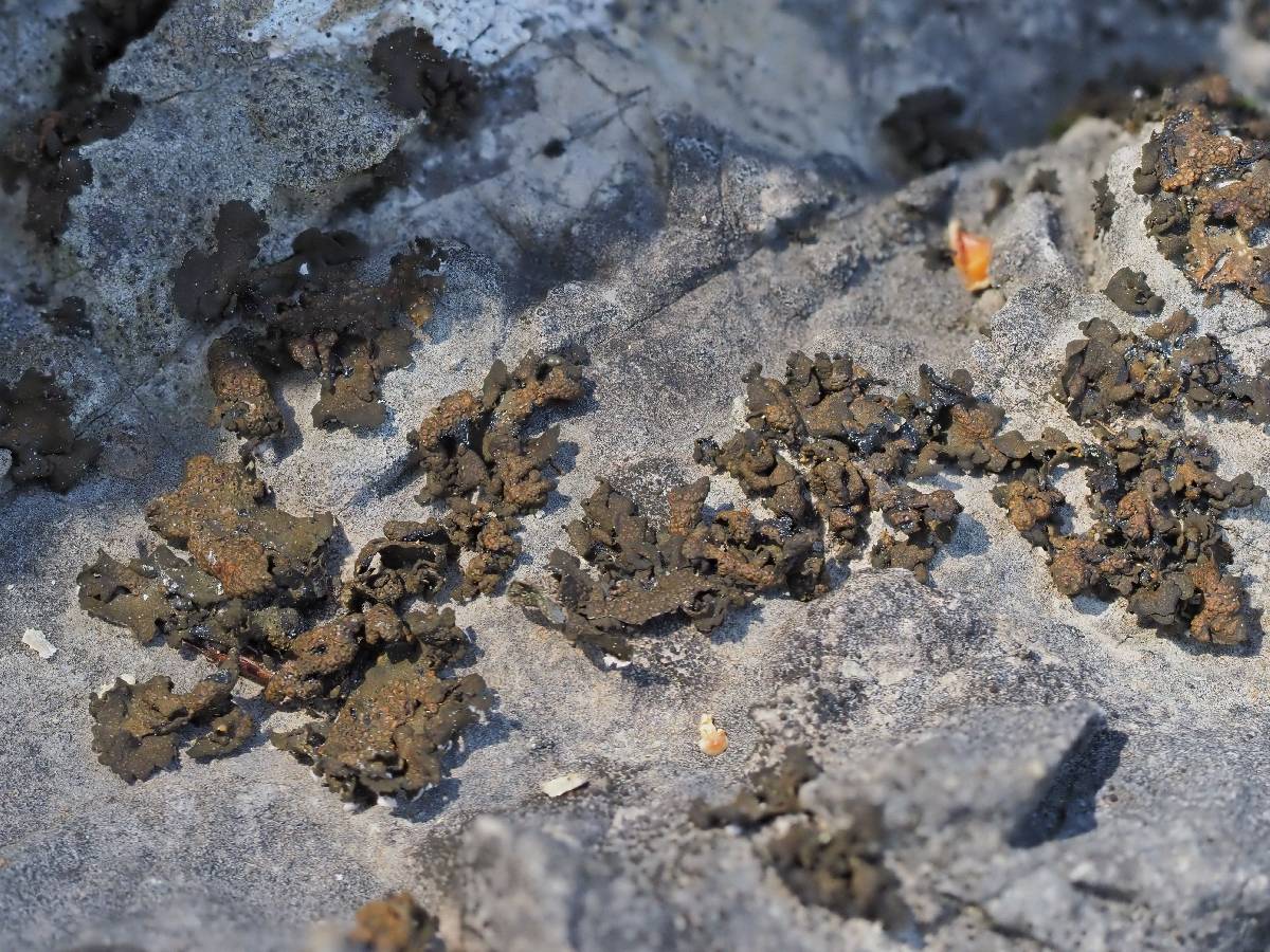 Lempholemma polyanthes image
