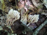 Ramaria flaccida image