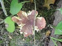 Russula vinosobrunnea image