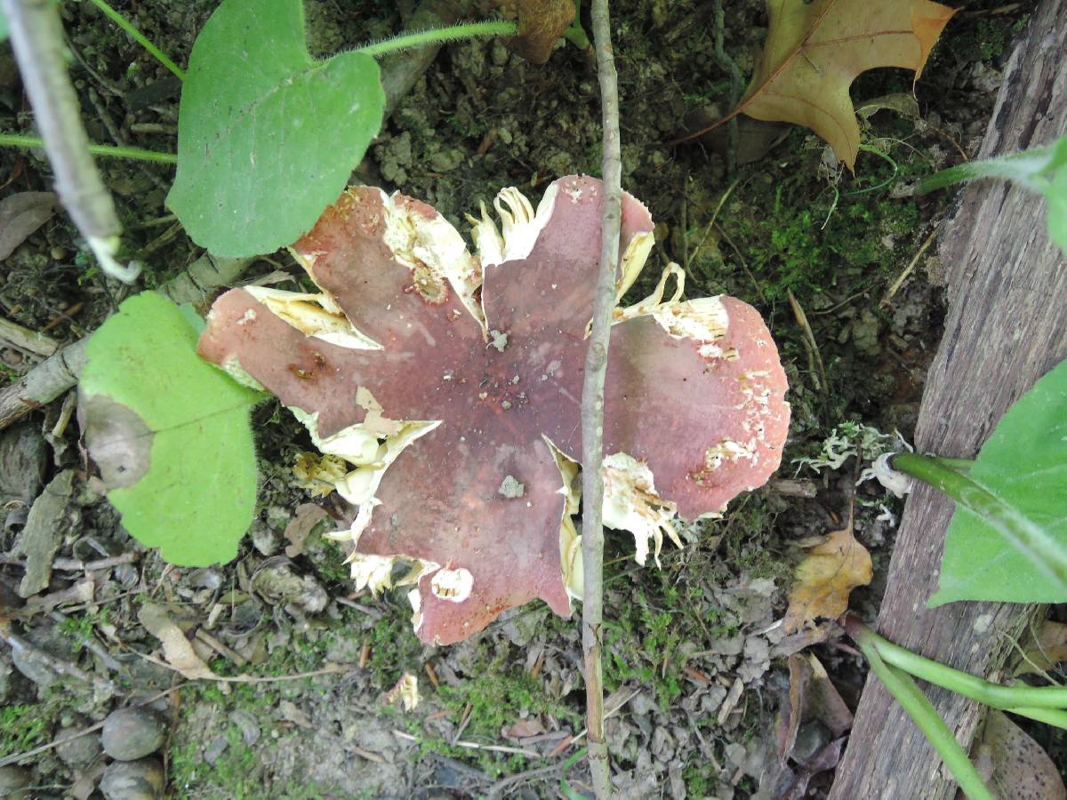 Russula vinosobrunnea image