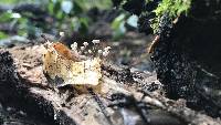 Gymnopus quercophilus image