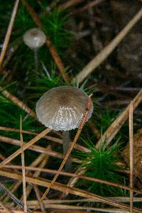 Mycena clavicularis image