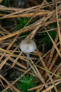 Mycena clavicularis image