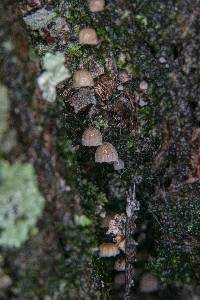 Mycena corticola image