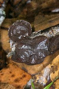 Exidia recisa image