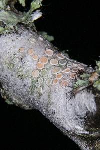 Lecanora subpallens image