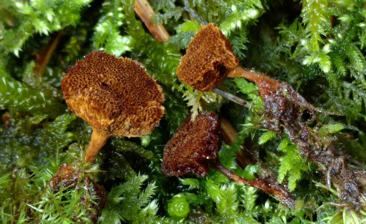 Coltriciella dependens image