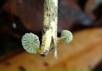 Mycena carolinensis image