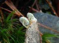 Mycena carolinensis image