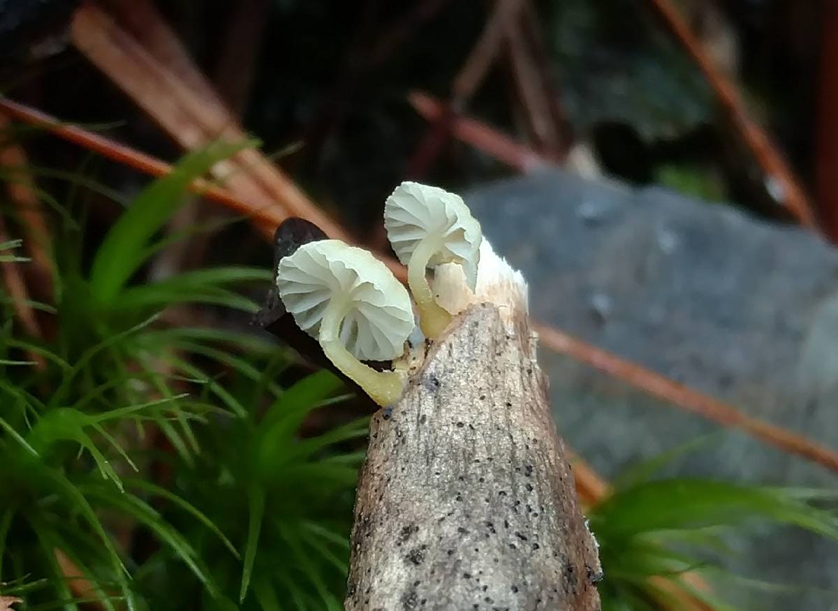 Mycena carolinensis image