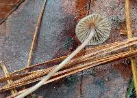 Mycena flavescens image