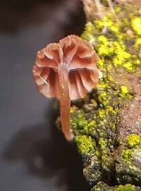 Mycena corticola image