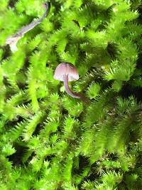 Mycena corticola image