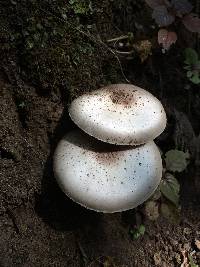 Agaricus californicus image