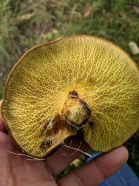 Boletinellus merulioides image