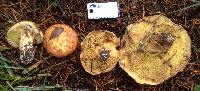 Suillus caerulescens image