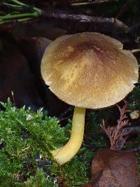 Pluteus romellii image