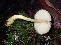 Pluteus romellii image