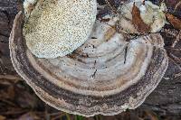 Trametes lactinea image