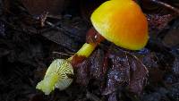 Hygrocybe aurantiosplendens image