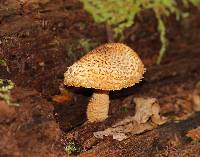 Leucopholiota decorosa image