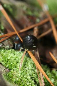 Mycena leptocephala image