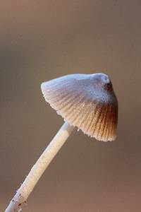 Mycena leptocephala image