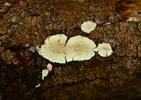 Lopharia cinerascens image