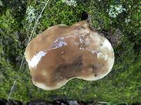 Suillus bellinii image