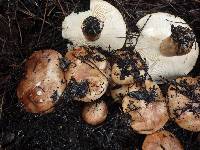 Tricholoma ustaloides image