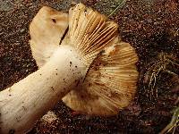 Russula sororia image