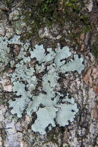 Parmotrema reticulatum image