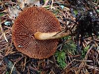 Cortinarius cinnamomeus image