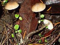 Tephrocybe oldae image