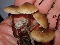 Tephrocybe oldae image