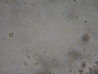 Tephrocybe oldae image