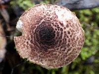 Lepiota brunneoincarnata image