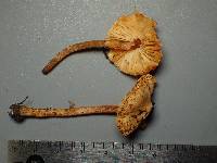 Lepiota castanea image