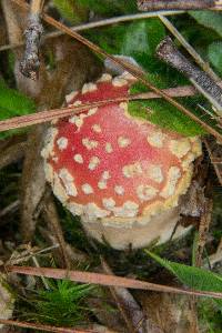 Amanita persicina image