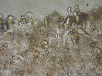Stropharia caerulea image
