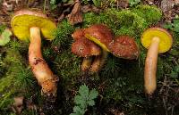 Aureoboletus auriporus image