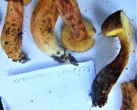 Boletus subtomentosus image