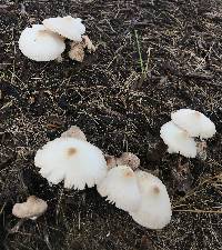 Leucocoprinus cepistipes image